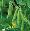 100 Sugar Daddy Snow Pea Seeds | Stringless Edible Pods | Grow Crisp Sweet Peas in Garden Beds, Raised Beds, or Containers