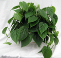 2" Rooted Multi-Cutting Cordatum Starter Plants, Easy to Grow, Ideal for Indoor/Outdoor, Philodendron Cordatum, Heartleaf Vine Cuttings