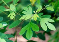 10 Sassafras Cuttings – Fresh Unrooted Edible/Wildlife/Ornamental – Sassafras albidum – Wild Food, Garden Plant