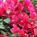 Bougainvillea Fuchsia Cuttings - 8 Healthy 6-8 Inch Cuttings, Vibrant Pink-Purple Blooms, Fast-Growing, USDA Zones 9-11, Easy to Root