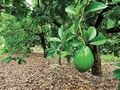 2 Full Florida Avocado Unrooted Cuttings for Grafting - Persea americana Choquet - Grows Huge Fruit - Perfect for Backyard Garden