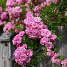 Peggy Martin Rose 5 Cuttings - 7-8" Thornless Climber - Disease Resistant - Spring/Fall Blooms -  - Fast Grower