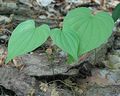 3 Wild Yam Plants - Bare Root Dioscorea | Perennial Organic Vine | Hardy Wildflower for Gardens & Natural Landscaping