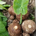 Elephant Ear Bulbs, Colocasia esculenta, 2 Live Rooted Bulbs, Tropical Foliage Plant, USDA Zones 8-11, Organic