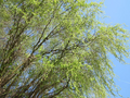 Corkscrew Willow Cuttings - 10 Live Cuttings, Salix matsudana 'Tortuosa', USDA Zones 3-10