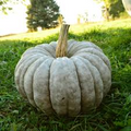 10 Jarrahdale Pumpkin Seeds | Blue Winter Squash | Cucurbita maxima | Non-GMO Sweet Heirloom Pumpkin from Queensland, Australia