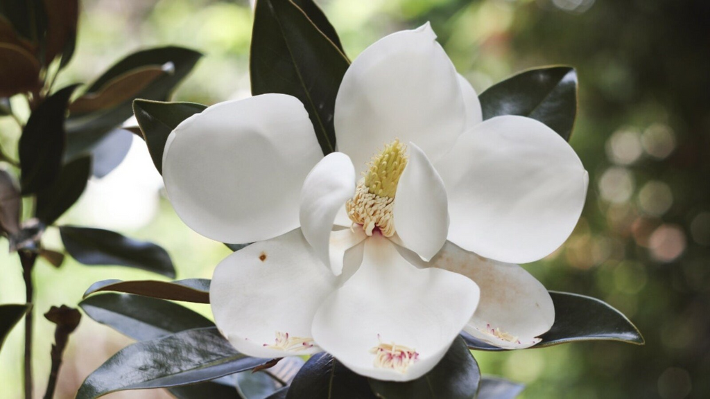 Southern Magnolia Cuttings - 8 Woody Stems for Rooting, Heirloom Tree, Fragrant White Blooms, Evergreen Foliage, Zones 6-10, Easy to Grow