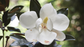 Southern Magnolia Cuttings - 8 Woody Stems for Rooting, Heirloom Tree, Fragrant White Blooms, Evergreen Foliage, Zones 6-10, Easy to Grow