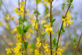 10 Forsythia Unrooted Cuttings (6-8") - Fast Growing Shrub for Rooting - Forsythia x intermedia, Yellow Blooms, Decorative Garden Plant