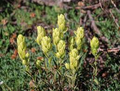 100 mg Seeds Castilleja sulphurea (Sulfur Paintbrush) Indian Paint Brush for Planting | Vibrant Wildflower for Pollinator Gardens