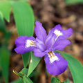 10 Crested Dwarf Iris Plants - Iris cristata | Bare Root Wildflower | Native Perennial for Shade & Woodland Gardens