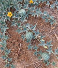 10 Rare Silver Fox Melon Seeds | Bright Striped Heirloom Melon | Sweet Summer Fruit for Garden Beds & Warm Climates | Non-GMO