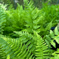 5 Lady Fern Plants - Athyrium filix-femina | Bare Root Woodland Fern | Native Perennial for Shade & Moist Gardens