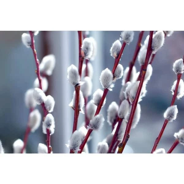 Pussy Willow Tree Cuttings, 10 Unrooted, Fast-Growing, Fuzzy White Blooms, Zones 5-8, Full Sun, Hedge or Standalone Shrub, Early Spring Bloomer