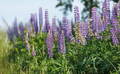 Lupinus Seeds - 50 Count - Wild Alaska Harvested - Perennial Flower - Nitrogen Fixer