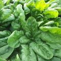 1g Spinach Viroflay Seeds Spinacia oleracea | Heirloom, Non-GMO, Giant Leaves, Nutritious, Fast-Growing Vegetable for Salads & Cooking