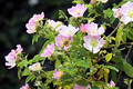 Eglantine Rose Cuttings, Rosa eglanteria, Fragrant Leaves, Edible Hips & Flowers, USDA Zones 4-9, English Garden