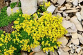 15 Ground Cover Golden Creeping Sedum, Yellow Perennial, Sedum acre, Drought Tolerant, Low Maintenance, Bare Root Plants for Garden