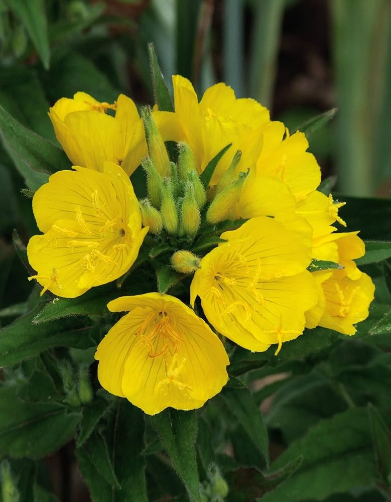 200 Seeds Primrose Evening (Oenothera biennis) Wildflower - Evening Blooming, Hardy Perennial, Attracts Pollinators, Easy to Grow for Garden