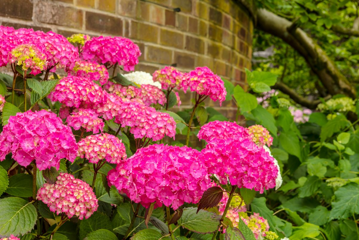 6 Live Fresh Heirloom MAGENTA Hydrangea Cuttings - 6" Unrooted - Easy to Grow, Beautiful Blooms, Hydrangea macrophylla, Garden Plant