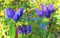 100mg Gentiana Andrewsii Seeds, Bottle Gentian, Unique Native Wildflower for Pollinators