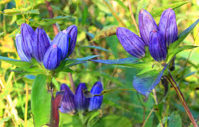 100mg Gentiana Andrewsii Seeds, Bottle Gentian, Unique Native Wildflower for Pollinators