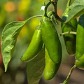 100+ Jalapeño Pepper Seeds | Capsicum annuum | Spicy Heirloom Variety | Grow Flavorful Peppers for Salsa, Pickling, or Grilling
