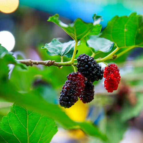 50 Black Mulberry Tree Seeds (Morus nigra), Sweet Edible Fruits, Hardy Tree, Fast Growing, Backyard Fruit, Garden Starter, Mulberry Bush