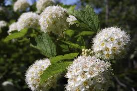5 Ninebark Shrubs - Physocarpus opulifolius | 12–18” Live Plants | Ornamental Shrub with Colorful Foliage for Landscaping & Borders