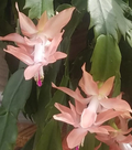 Schlumbergera truncata Cuttings, 2 Stem Segments, Peach-Colored Blooms, Holiday Cactus, USDA Zones 10-12