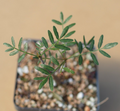 Bursera Microphylla Waterman Form 7" Rare Succulent Plant Arizona Native Bare Root