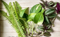 12 Rooted Plant Cuttings (3 Each) - Pothos, Wandering Jew, Arrowhead Vine, Ferns, Easy Care Indoor Plants, Perfect for Propagation
