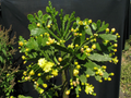 1 Brasiliopuntia brasiliensis (Brazilian Prickly Pear) Unrooted Cutting 1-2" – Treelike Cactus for Propagation, Gardening & Xeriscaping