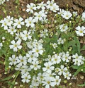 1,000 Baby’s Breath Seeds | Gypsophila elegans | Non-GMO Annual Flowers for Bouquets, Borders & Pollinator Gardens