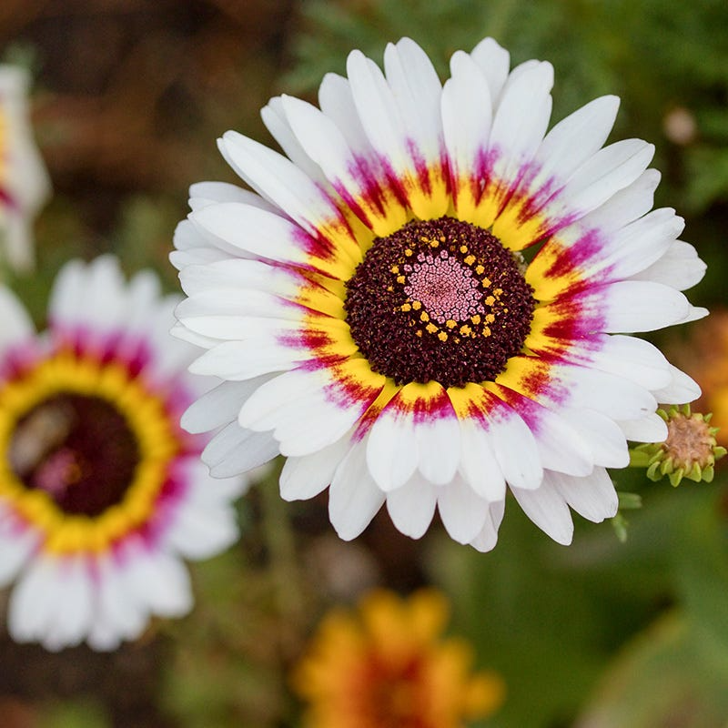 100 Painted Daisy Flower Seeds | Chrysanthemum coccineum | Colorful Perennial for Pollinator Gardens & Borders | Non-GMO