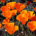 1,000 California Poppy Seeds | Eschscholzia californica | Non-GMO Wildflower for Pollinator Gardens, Borders & Dry Landscapes