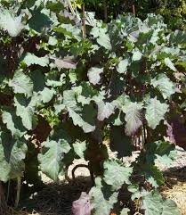2 Unrooted Perennial Purple Tree Kale Cuttings - Brassica oleracea, Purple Tree Collard, Edible Perennial, Rare Garden Cutting