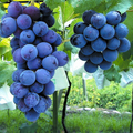 Vitis 'Kyoho' Cuttings, 6 Hardwood Stems, Japanese Table Grape, USDA Zones 6-9