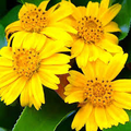 Wedelia Trilobata Plants, 100 Rooted Vines, Yellow-Orange Flowers, Ground Cover, USDA Zones 8-11, Fast Growing