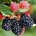5 Triple Crown Blackberry Plants - Thornless Variety | Live Starter Plants | Sweet Edible Fruit Bushes for Gardens and Orchards