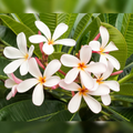 1 Plumeria Unrooted Cutting 10"-11" Frangipani | Tropical Flowering Plant for Garden, Exotic Plumeria Rubra, Fragrant White & Pink Blooms