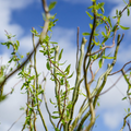Corkscrew Willow Cuttings, Salix matsudana, 10 Live Stems, Curly Branches, USDA Zones 3-10, Fast Growing