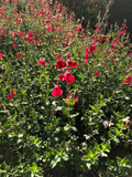 Organic Red Autumn Sage Cuttings - 15 Pcs, Salvia greggii, Drought & Frost Tolerant, Hummingbird Magnet, Culinary Herb, USA Grown, Guaranteed
