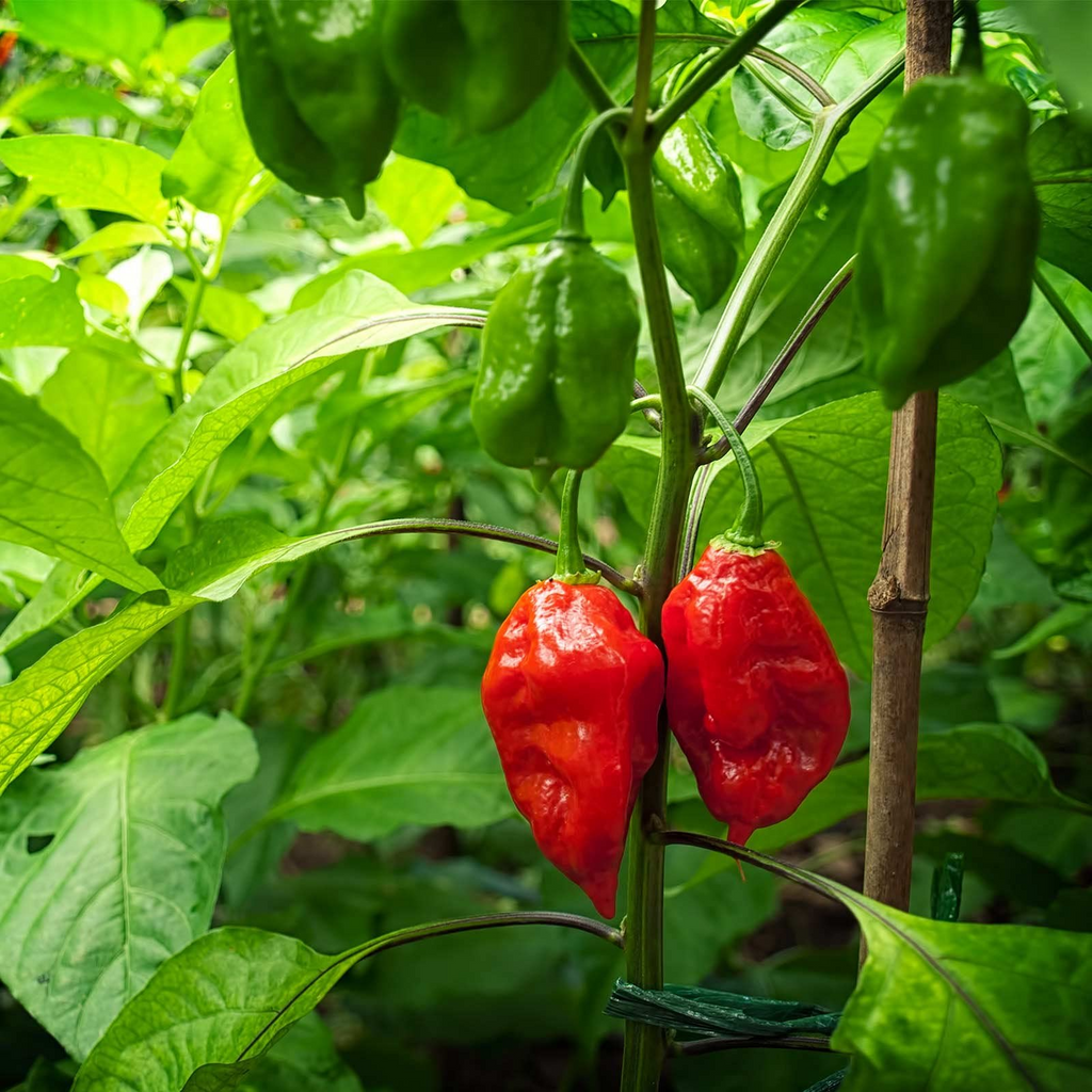 10+ Ghost Pepper Seeds | Bhut Jolokia | Extremely Hot Non-GMO Chili for Spicy Gardens & Containers | Heirloom Variety