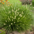 Pennisetum alopecuroides - 3 Sprouted Clumps, Fountain Grass, Zone 5-9