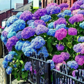 25 Hydrangea Seeds - Mixed Blue, Pink, Purple Blooms - Non-GMO, Perennial Flowering Shrub - Stunning Garden Plant - Easy to Grow