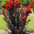 Black Diamond Crape Myrtle Starter Plants - 2 Rooted 6" Cuttings - Dark Red Flowers, Purple-Black Foliage