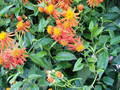 Mexican Flame Vine Cuttings - 10 Live Cuttings, Pseudogynoxys chenopodioides, Orange Flowering Vine
