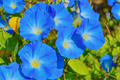 Heavenly Blue Morning Glory (Ipomoea tricolor) 50 Seeds – Vibrant Sky Blue Climbing Vine
