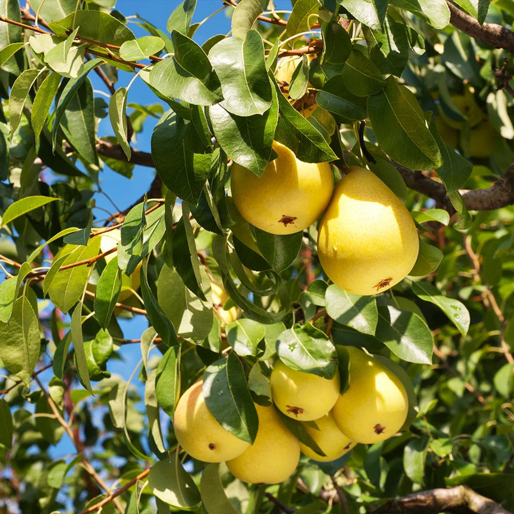 5 Organic Pear Tree Unrooted Cuttings, 10" Long Each, Perfect for Propagation, Fruit Tree, Grow Your Own Pears, Hardy and Easy to Grow